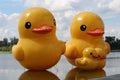 Duck rubber sculptures.